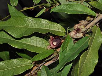 Aristolochia howii Merr. et Chun  南粤马兜铃_334.jpg